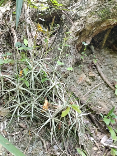 Tillandsia schiedeana