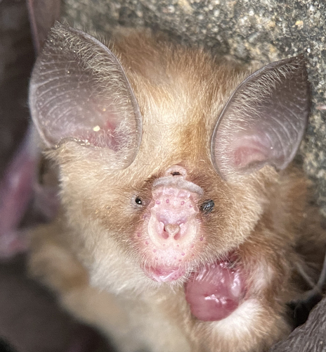 Thailand roundleaf bat