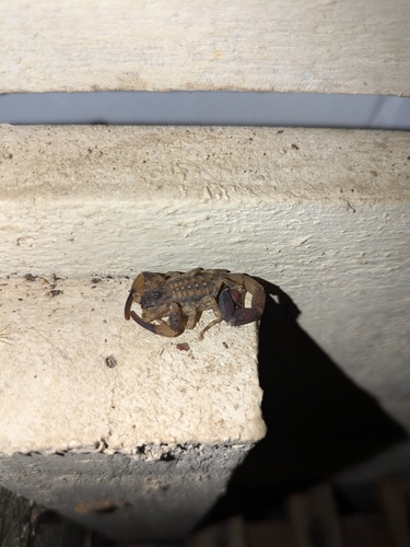 Tityus costatus