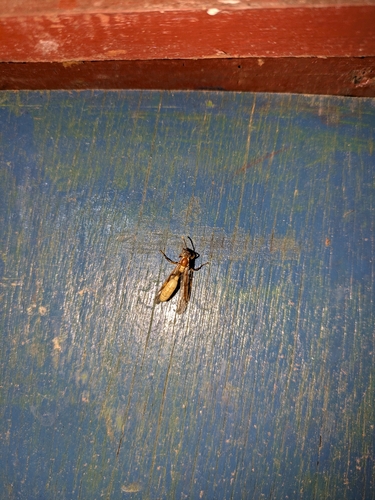 Apoica gelida