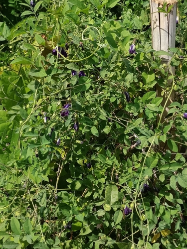 Blue Pea