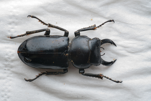 Dorcus kikunoae