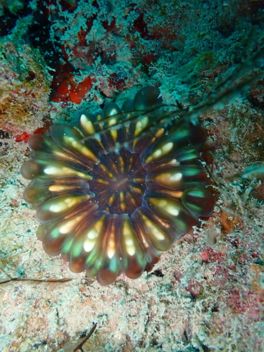 Button Coral