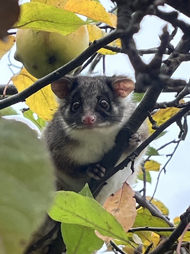 Eastern Ring-tailed Possum
