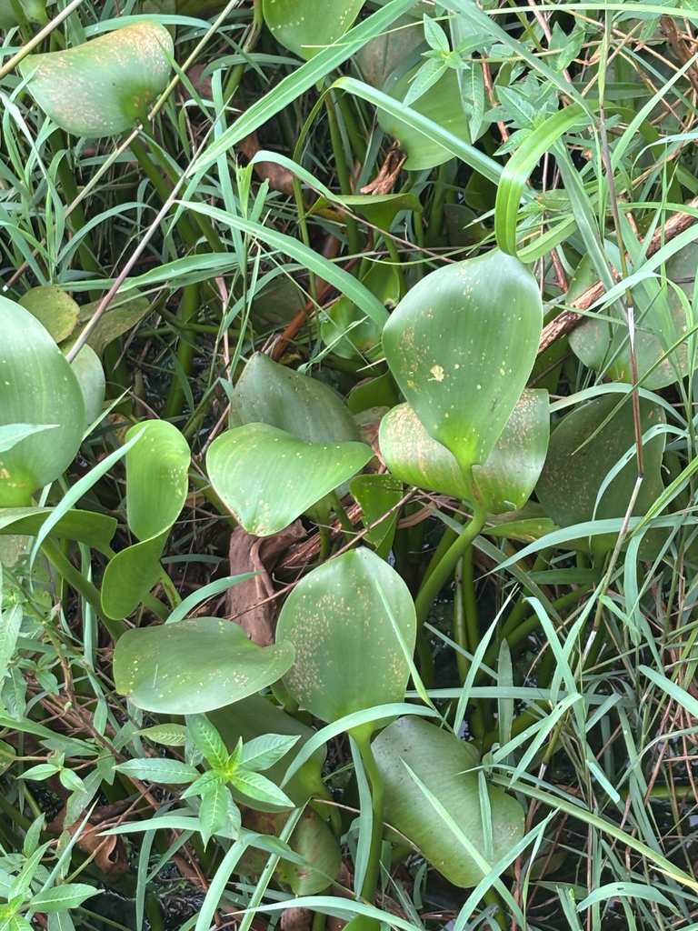 common water hyacinth from Diyawanna Walk, Sri Jayewardenepura Kotte ...