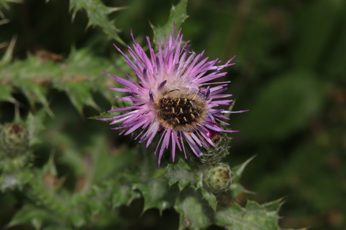 Hairy Rose Beetle