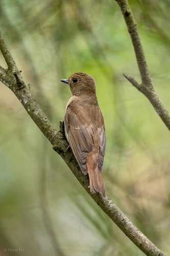 Blue-and-white Flycatcher