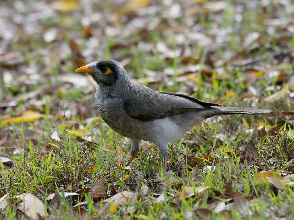 Noisy Miner from Maitland NSW, Australia on May 17, 2026 at 01:24 PM by ...