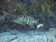 Nassau grouper