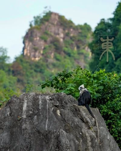 White-headed Lutung