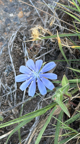 chicory