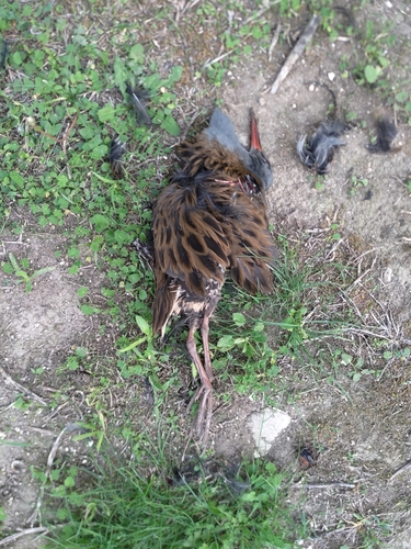 Water Rail