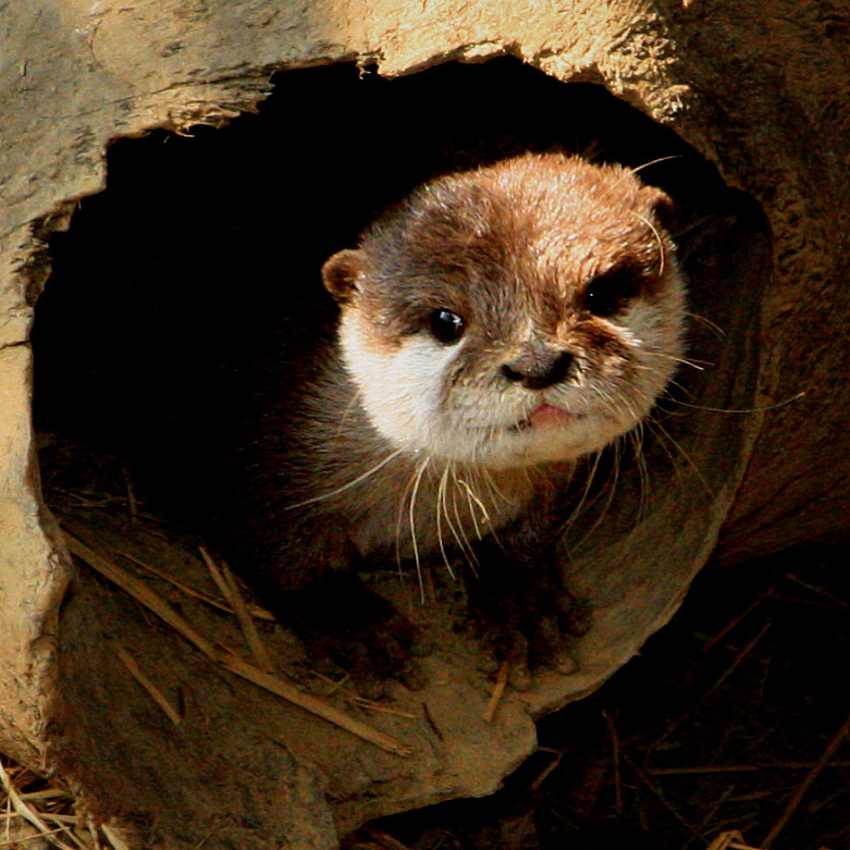 Asian Small Clawed Otter In December 2018 By Viveknaturalist INaturalist   Large 