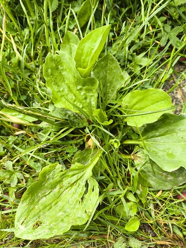 greater plantain