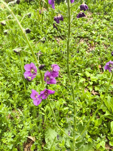 Purple Mullein