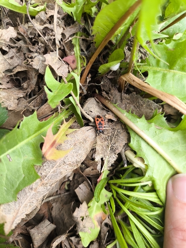 European Firebug