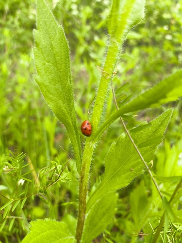 Seven-spotted Lady Beetle