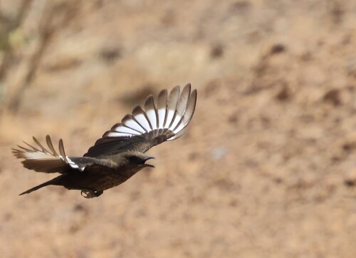 Northern Anteater-Chat