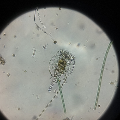 Platyias quadricornis
