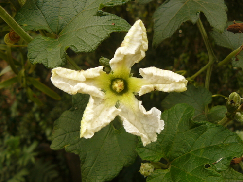 Lagenaria abyssinica