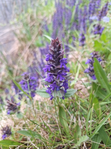 Blue Bugle