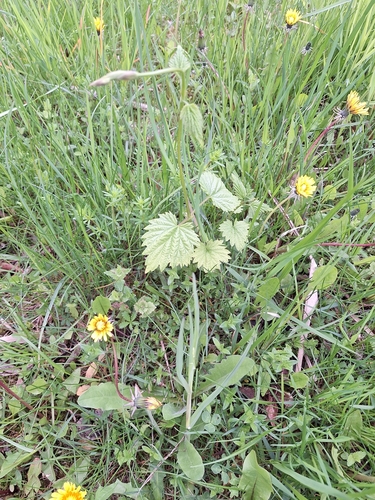 common hops