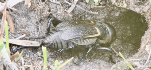 European Field Cricket