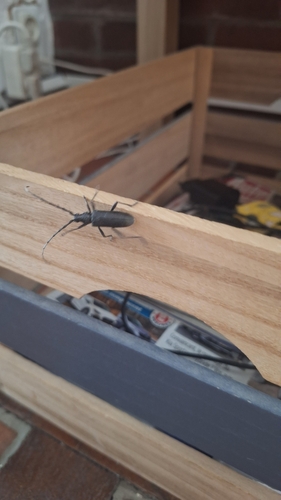 Capricorn beetle
