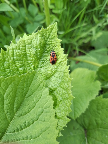 European Firebug