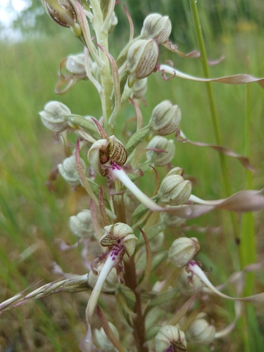 Lizard Orchid
