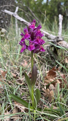 Elder-flowered Orchid