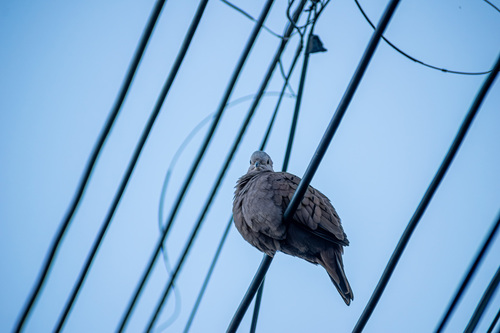 Ruddy Ground Dove