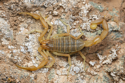 Iranobuthus
