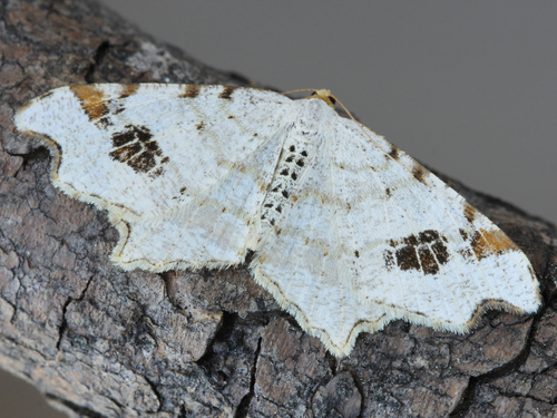 Macaria notata (Linnaeus, 1758)