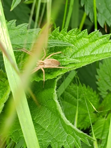 European Nursery Web spider