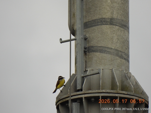 Great Kiskadee