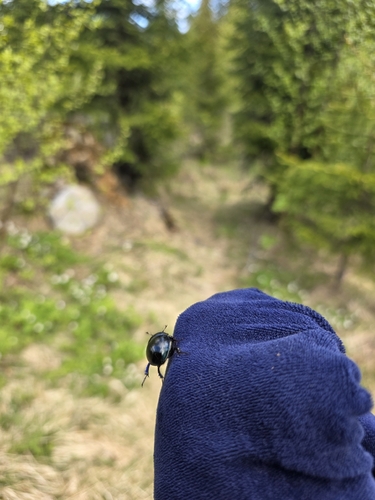 Woodland Dor Beetle