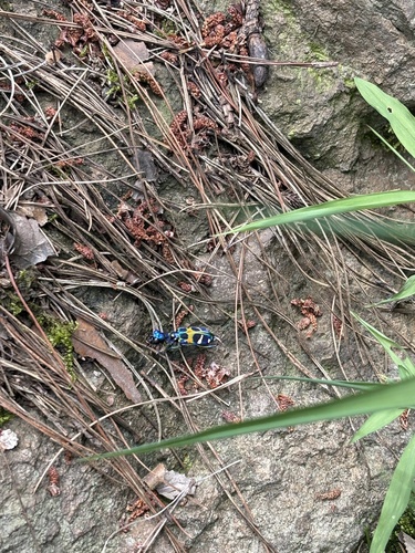 East Asian Tiger Beetle