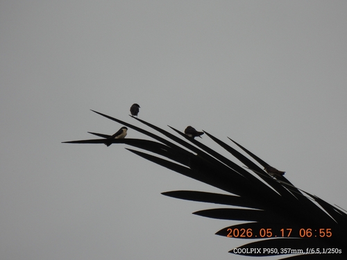 Blue-and-white Swallow