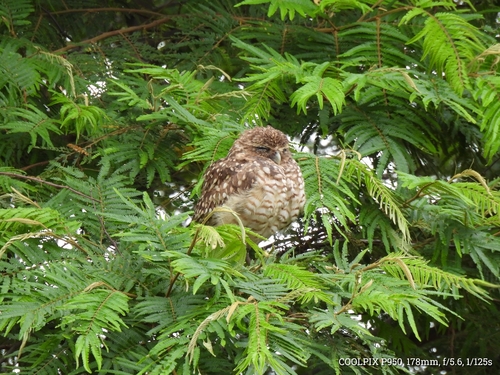 Burrowing Owl