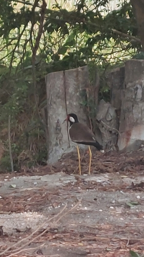 Red-wattled Lapwing