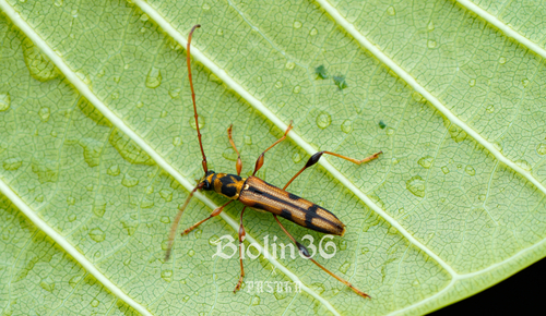 Cleomenes trinotatithorax