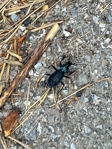 Blue Ground Beetle