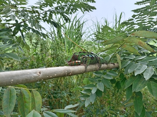 Panther Chameleon