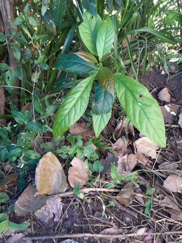Persea americana - Whole tree