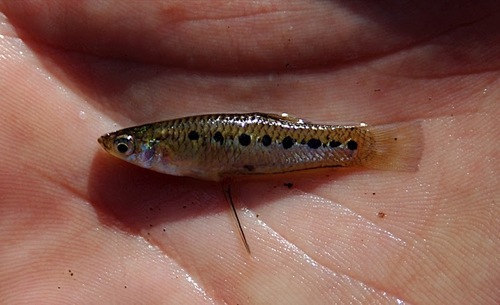 Porthole Livebearer