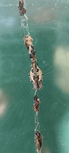 Trashline Orbweavers
