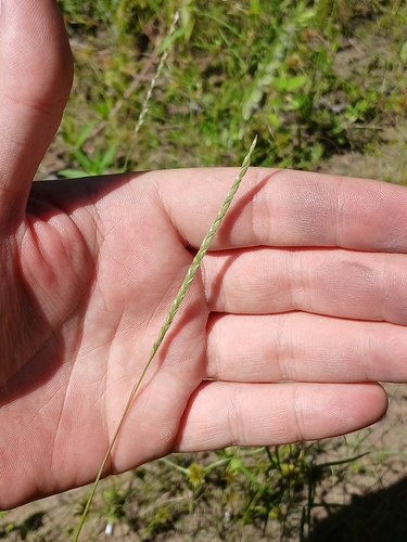 Mesosetum pappophorum