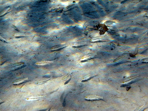 Cuatro Cienegas Pupfish