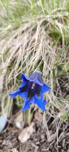 trumpet gentian